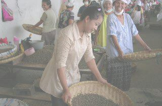 Gold top Mandehling
